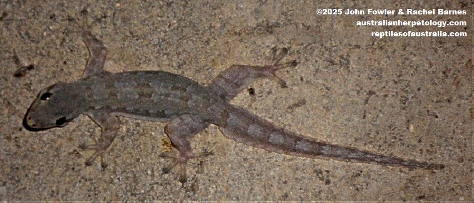Flat-Tailed House Gecko Hemidactylus platyurus